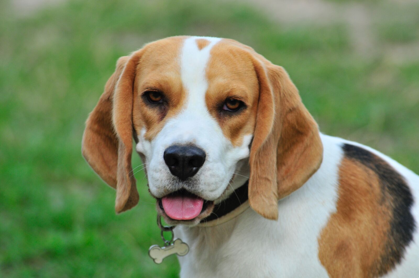 Nikon D300 sample photo. Pet, dog, animals photography