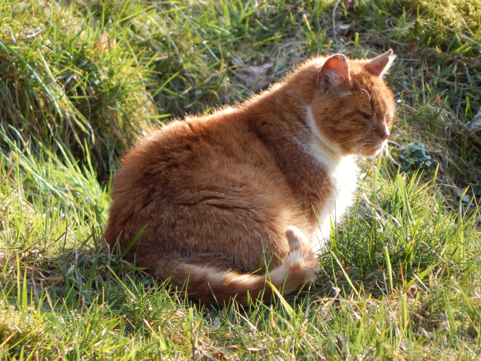 Nikon Coolpix L830 sample photo. Domestic cat, animal, pet photography