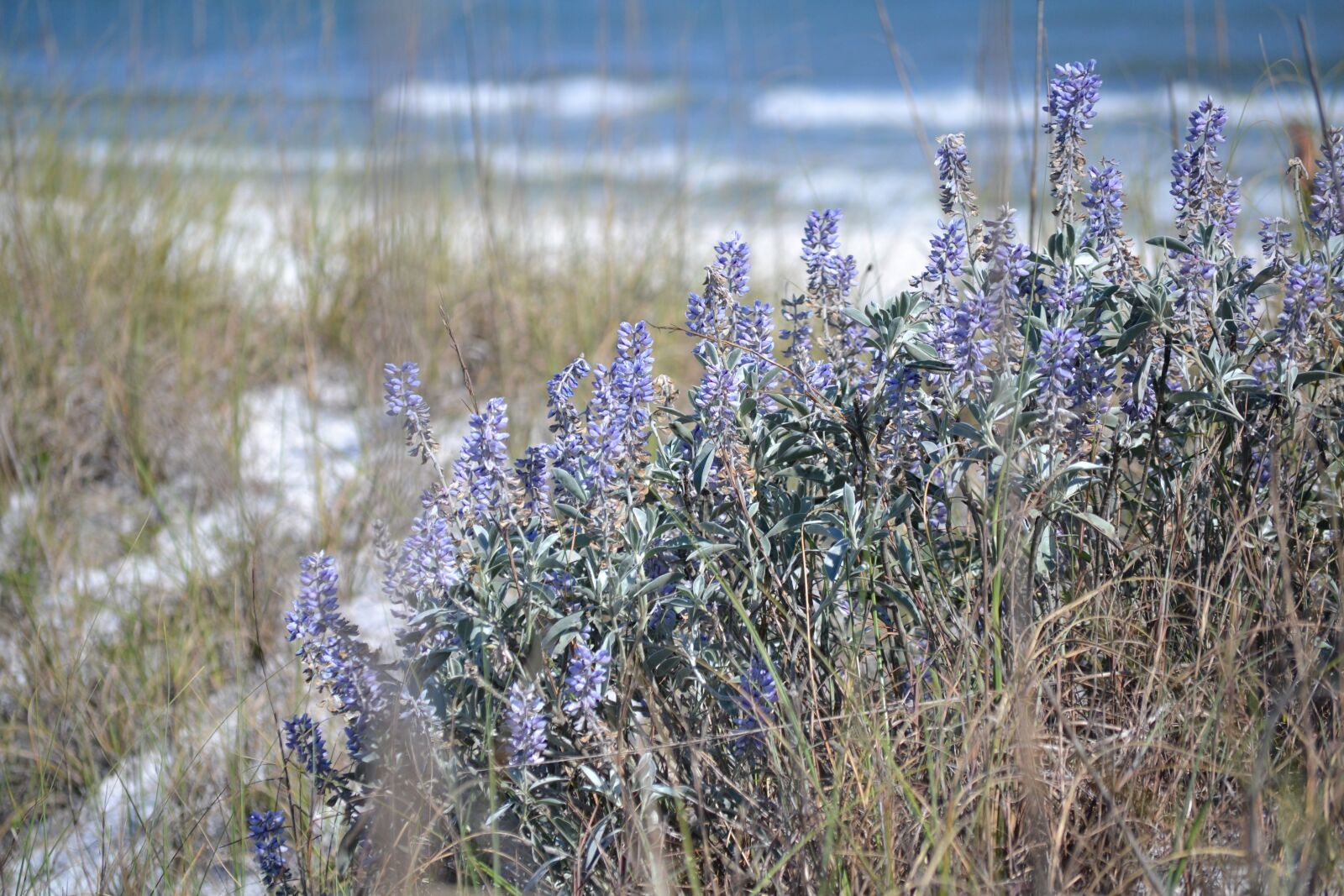 Nikon D3100 sample photo. Florida, beach, flowers photography