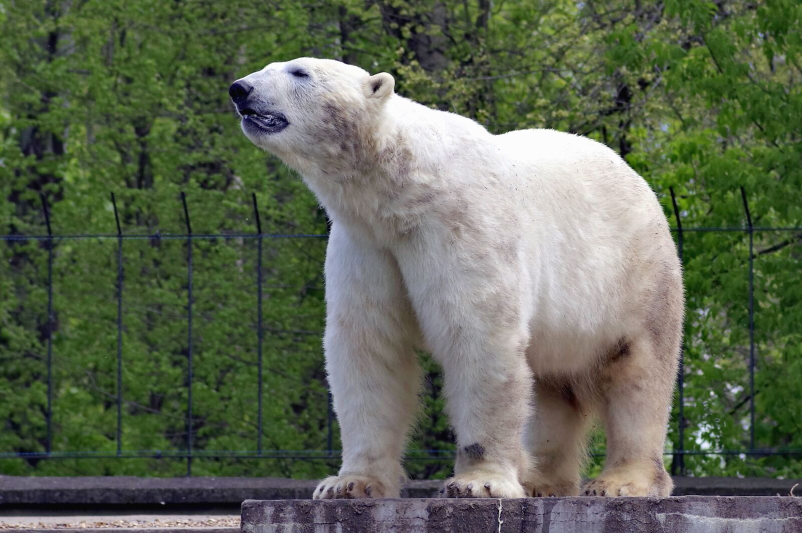 Pentax K-S2 sample photo. Bear, polar bear, animals photography