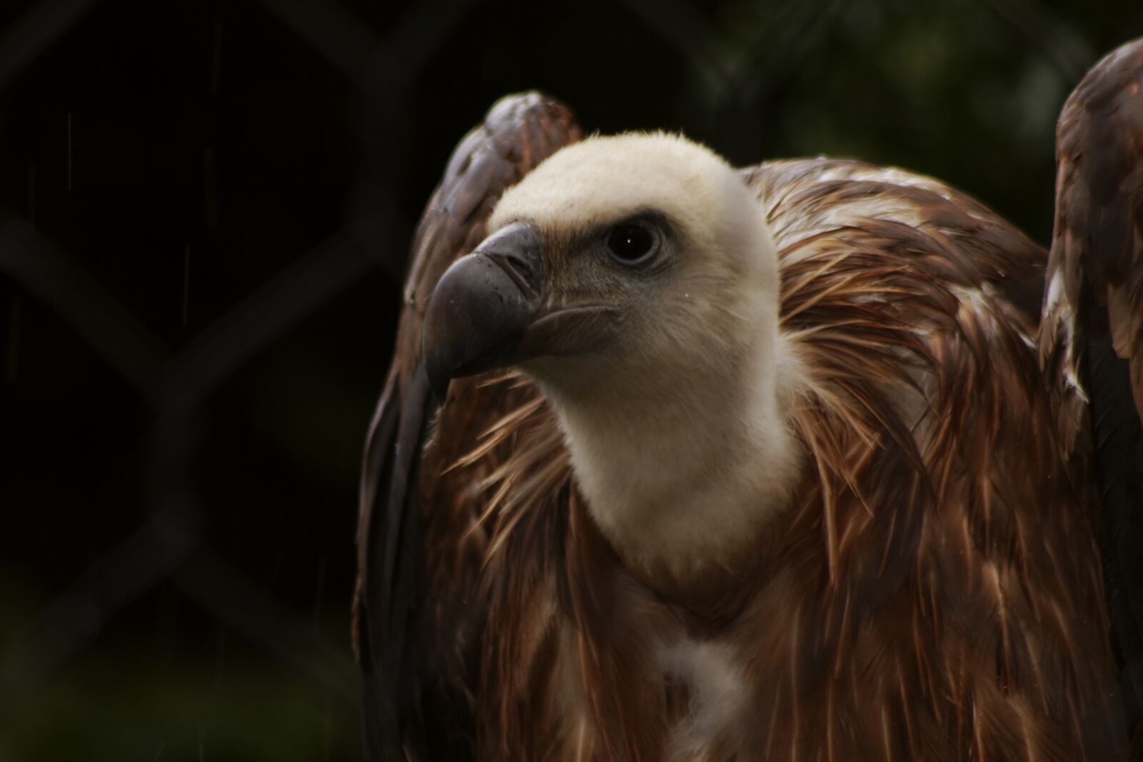 Canon EOS 60D sample photo. Vulture, condor, animal photography