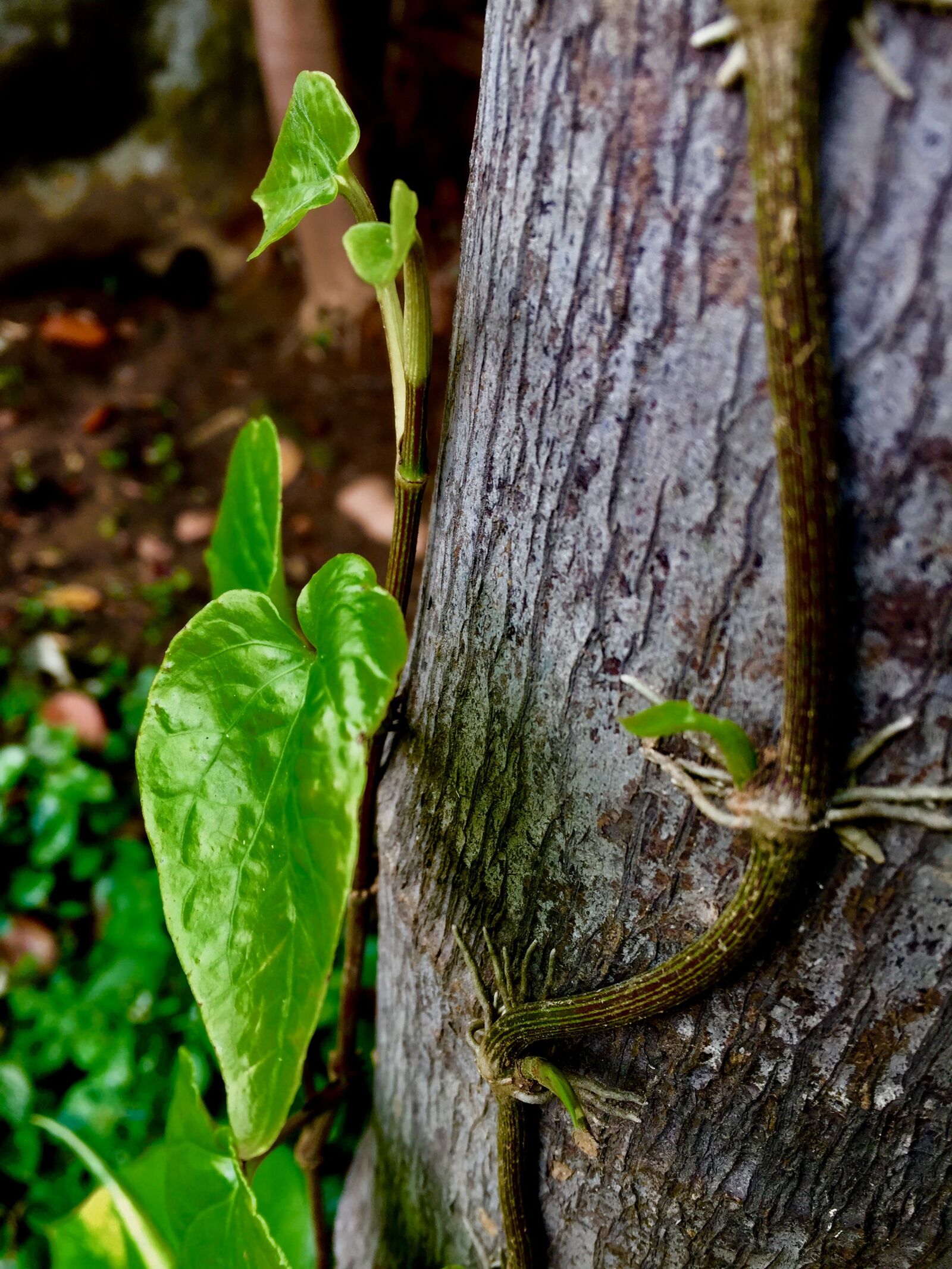iPhone 6 back camera 4.15mm f/2.2 sample photo. Green, leaf, spring photography