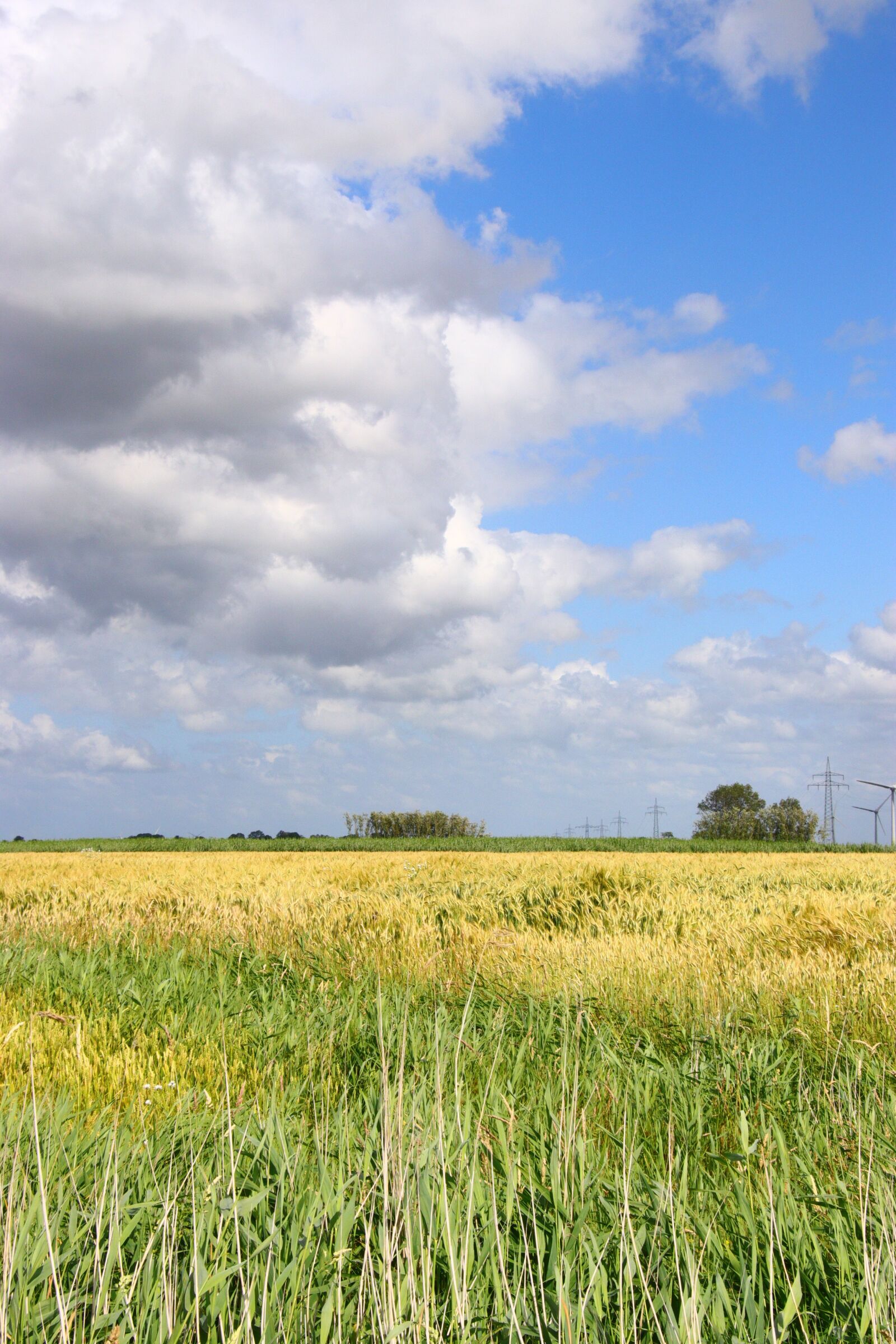 Canon EOS 80D sample photo. Cereals, field, agriculture photography