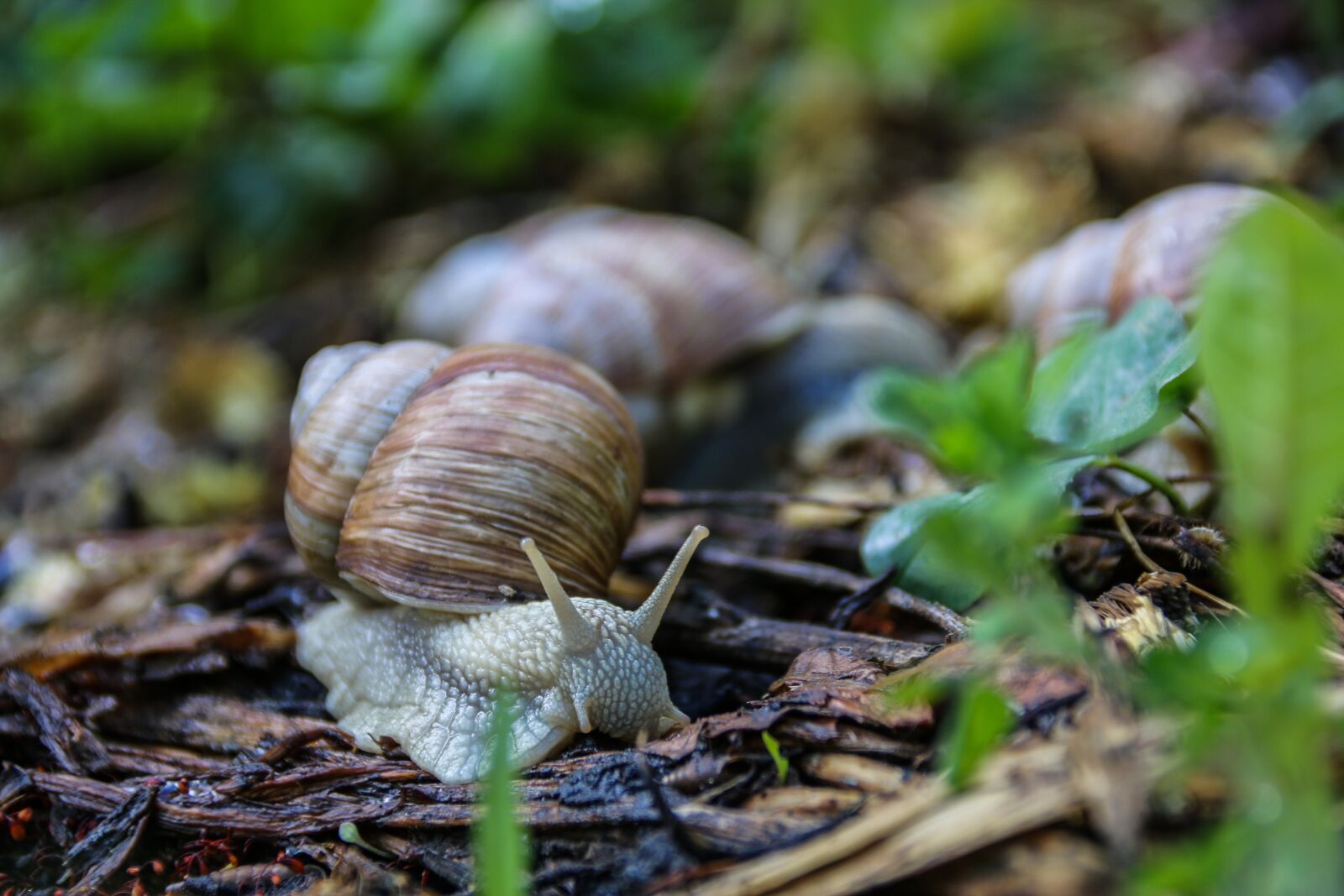 Canon EOS 70D sample photo. Snail, worm, nature photography