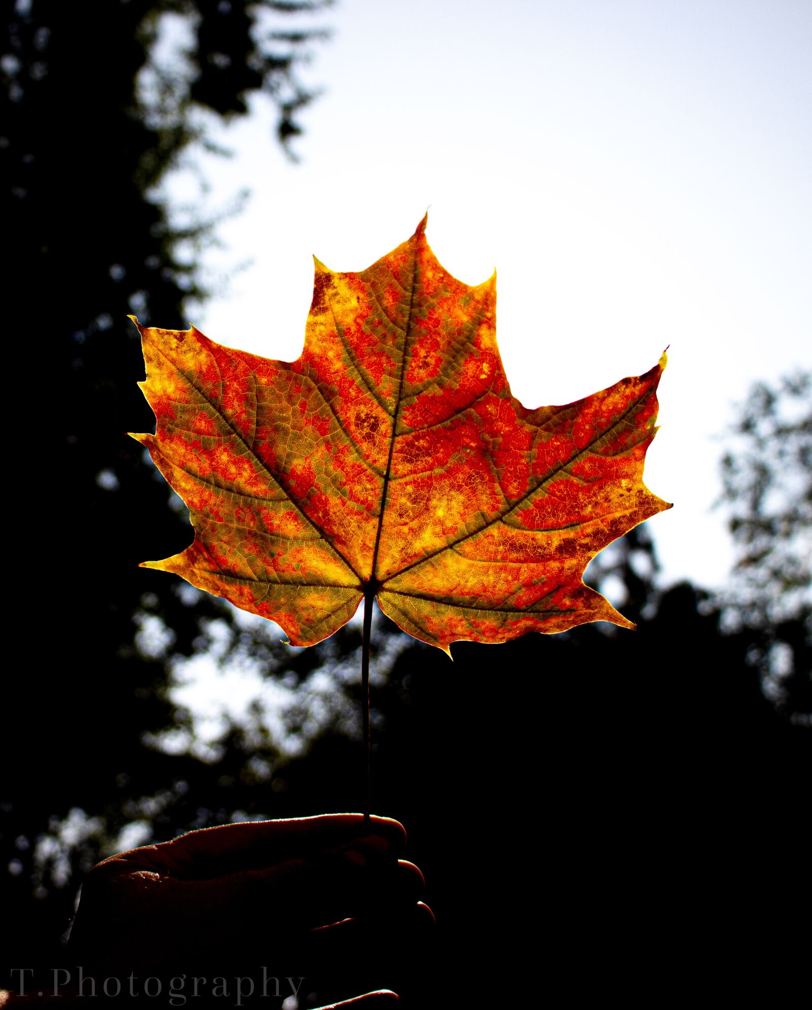 Canon EOS 250D (EOS Rebel SL3 / EOS Kiss X10 / EOS 200D II) sample photo. Autumn, fall, nature photography