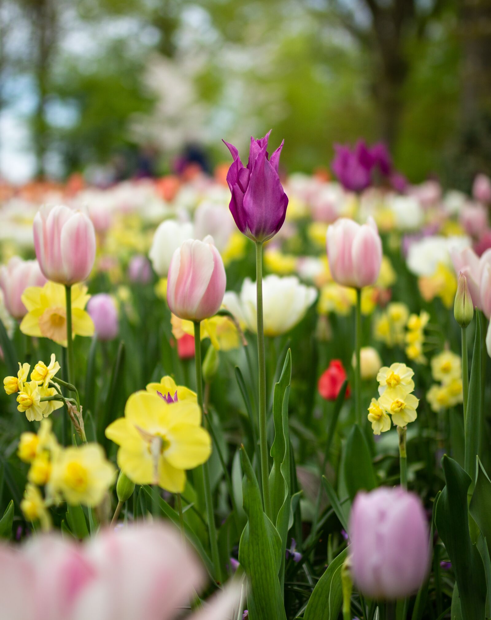 Canon EOS 700D (EOS Rebel T5i / EOS Kiss X7i) sample photo. Flower, spring, season photography