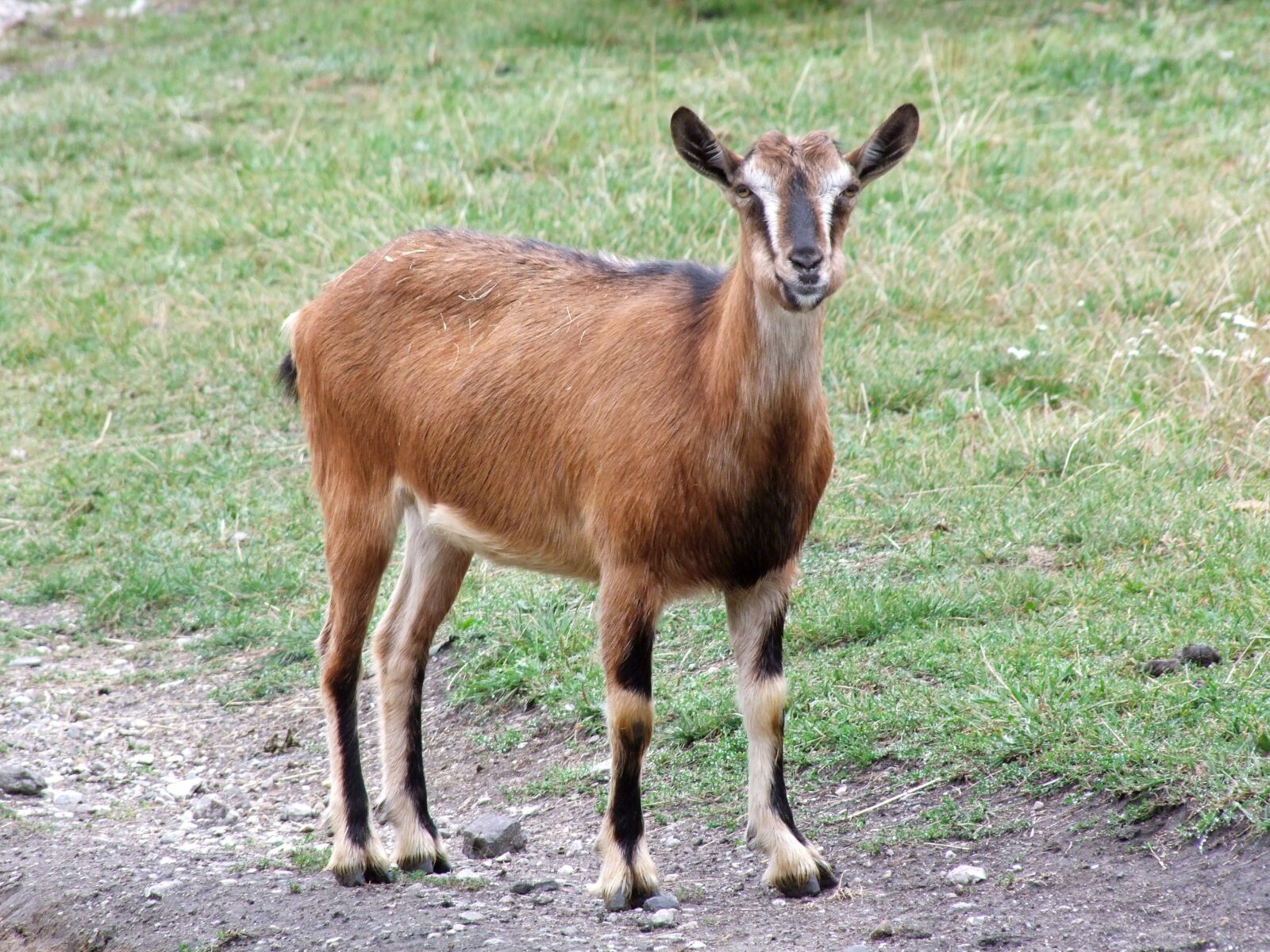 Fujifilm FinePix S100fs sample photo. Sheep, animal, consists of photography
