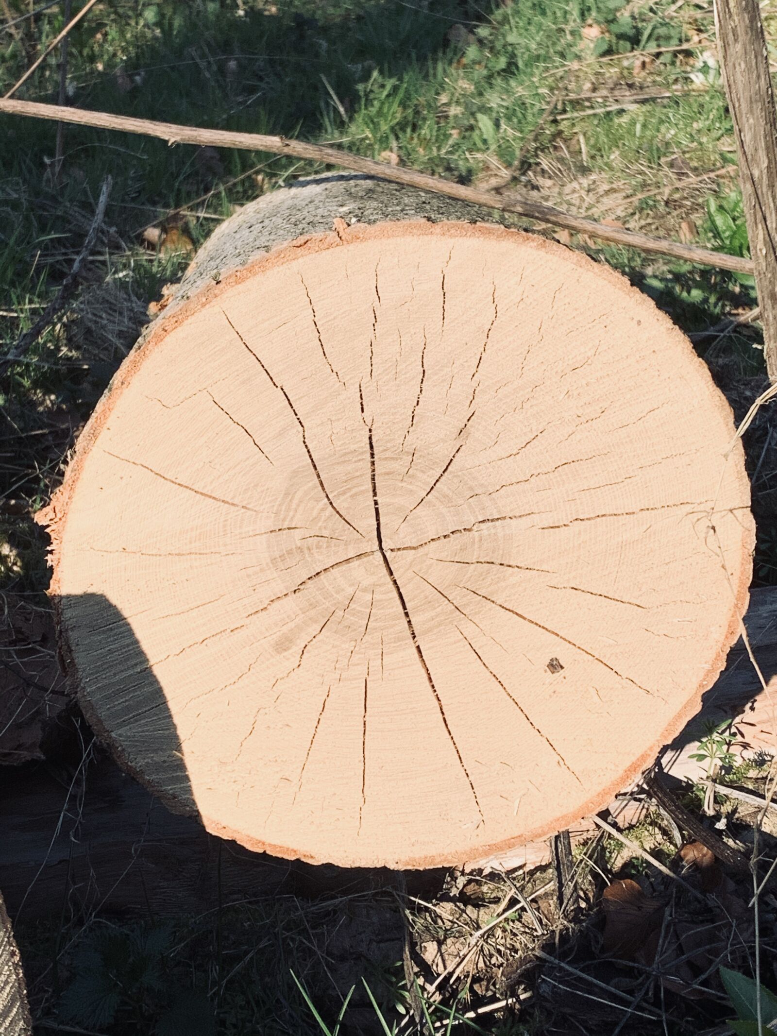 iPhone XR back camera 4.25mm f/1.8 sample photo. Tree bole, trunk, tree photography