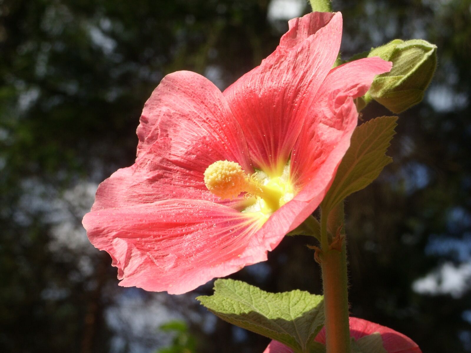 Samsung S850 sample photo. Flowers, the sun, plant photography