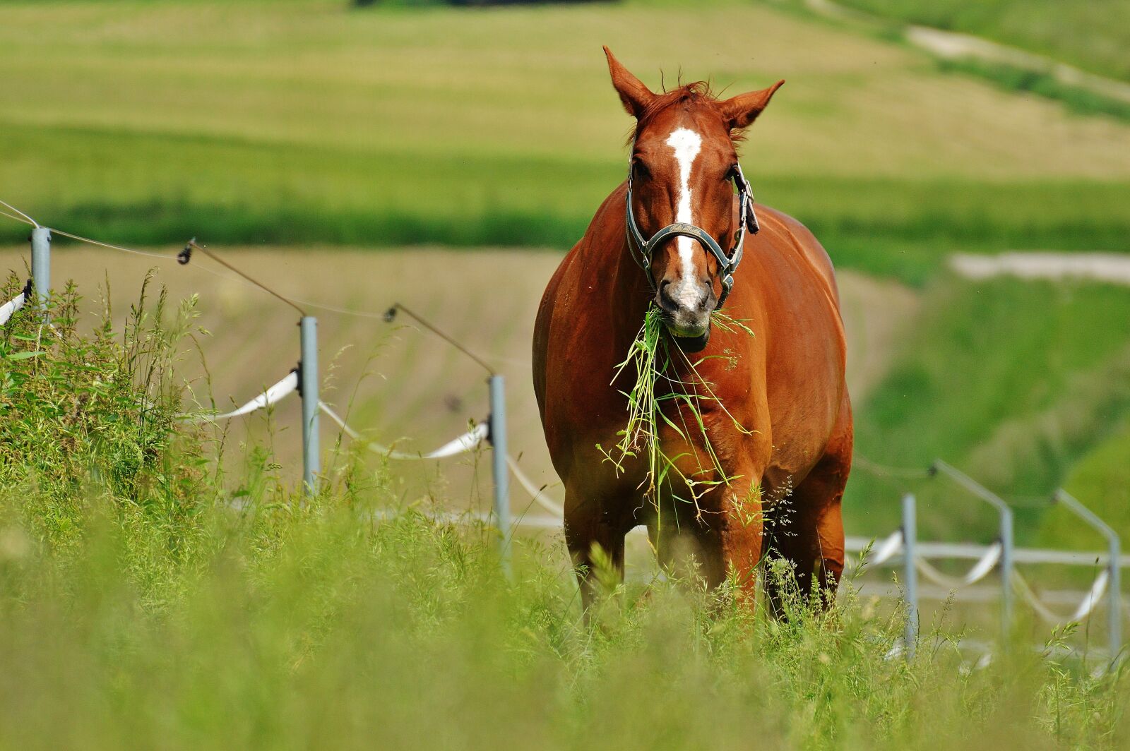 Nikon D3200 sample photo. Horse, coupling, stallion photography
