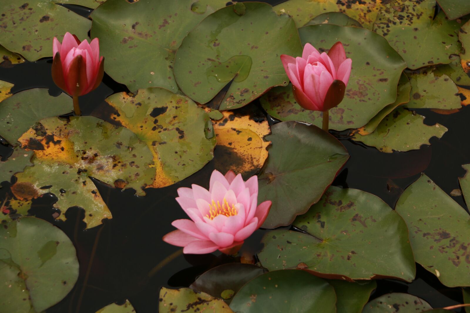 Canon EOS 70D sample photo. Lotus, flower, leaf photography
