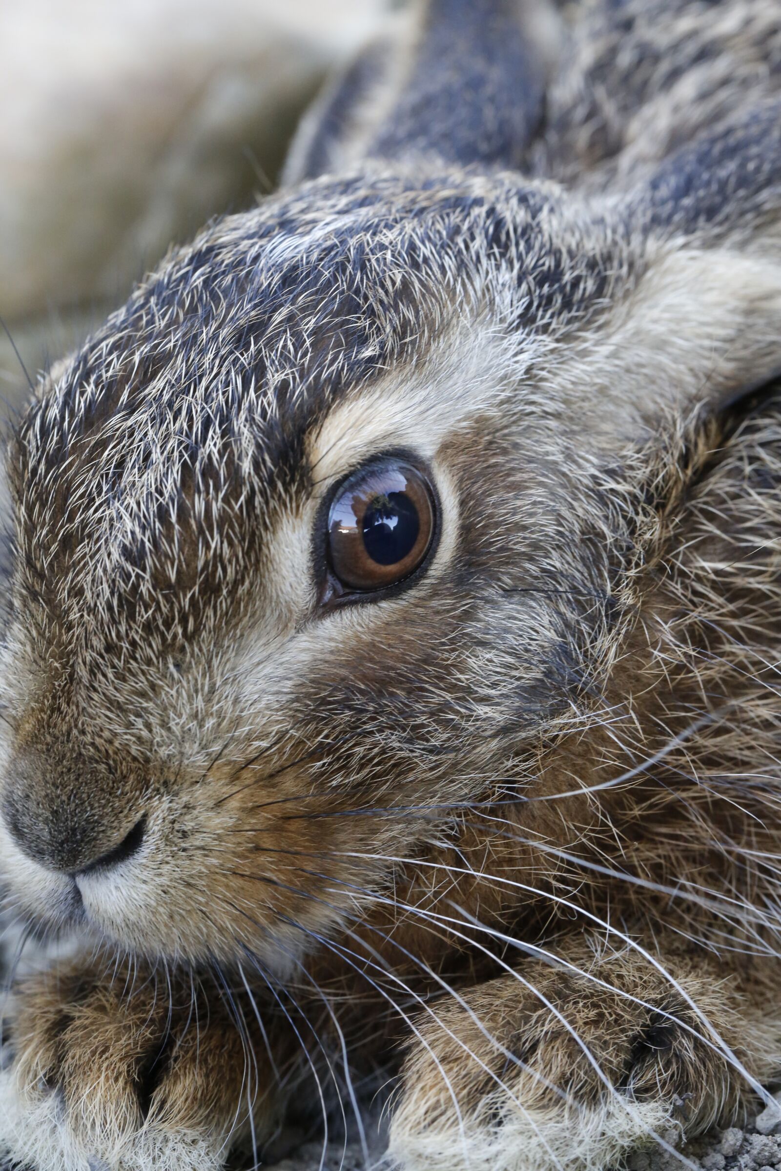 Canon EF 100mm F2.8L Macro IS USM sample photo. Hare, meister lampe, nature photography