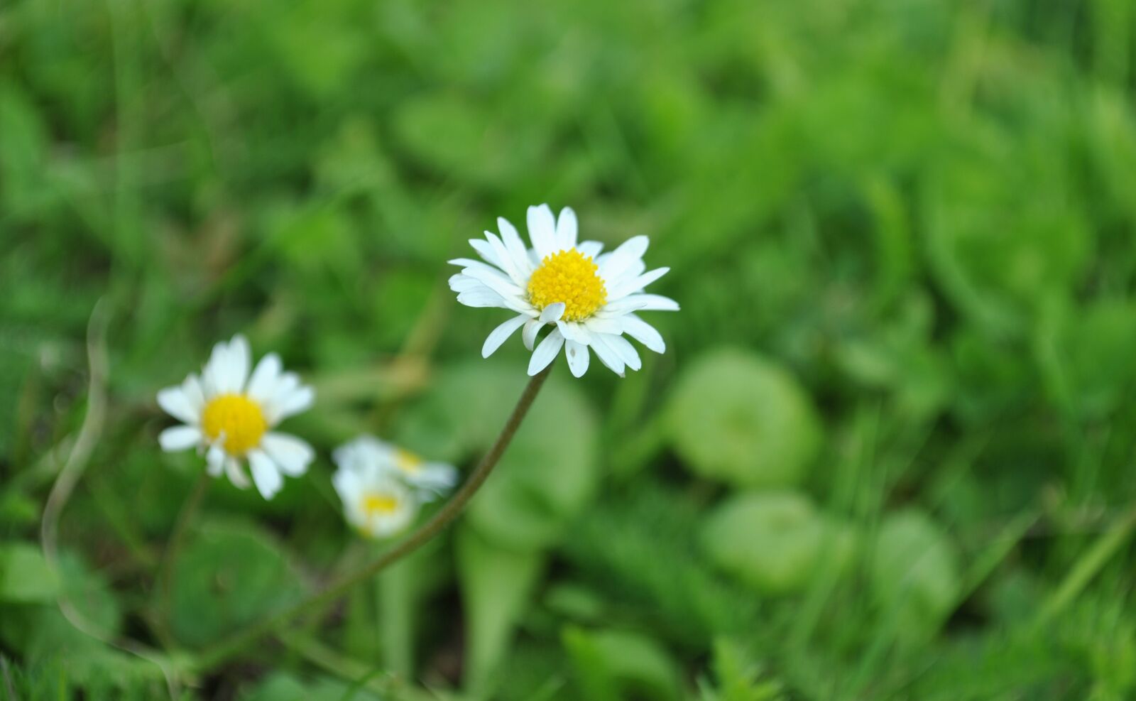 Nikon D3000 sample photo. Daisy, white daisy, flowers photography