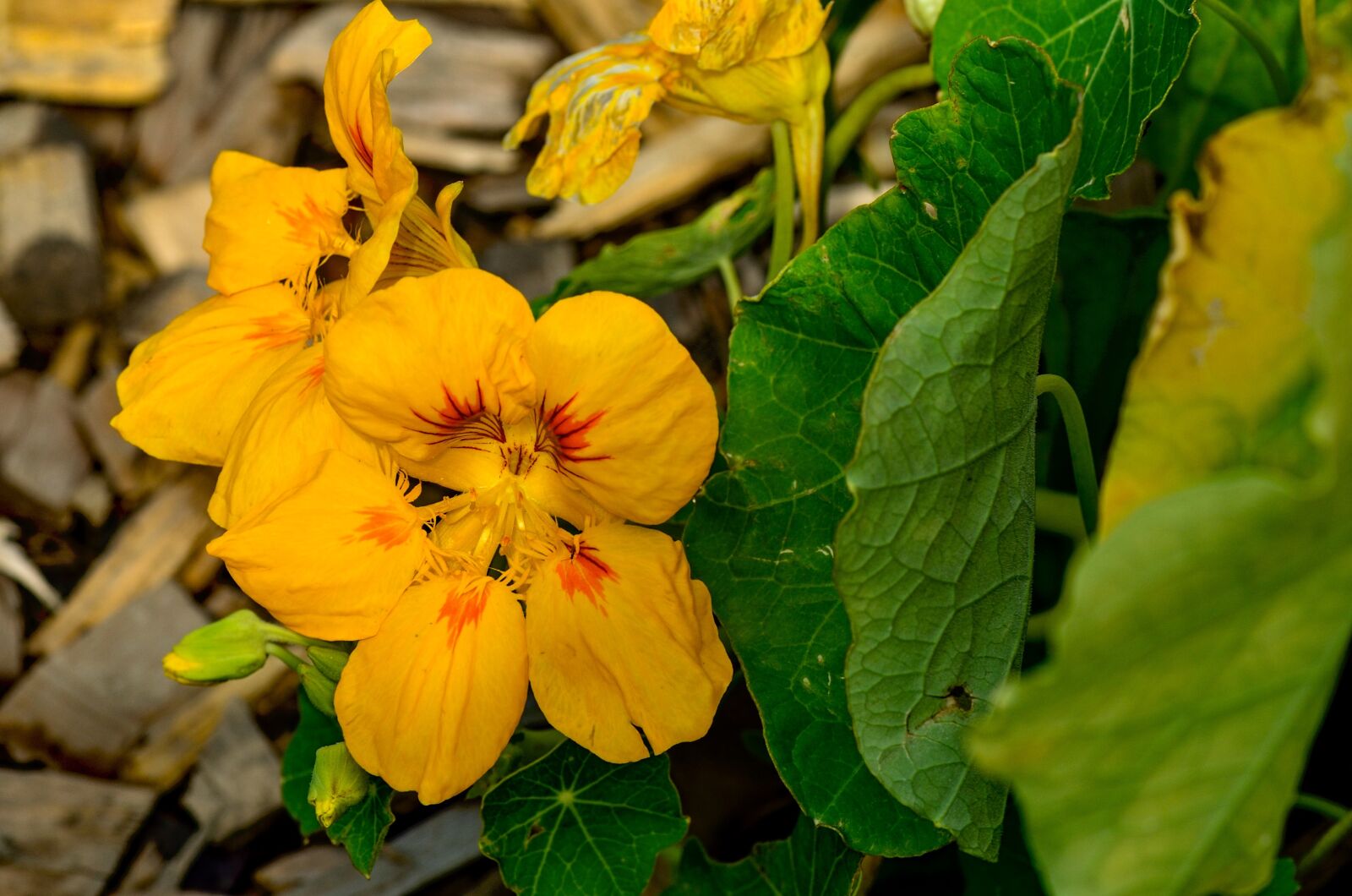 Nikon D7000 sample photo. Nasturtium, flower, garden photography