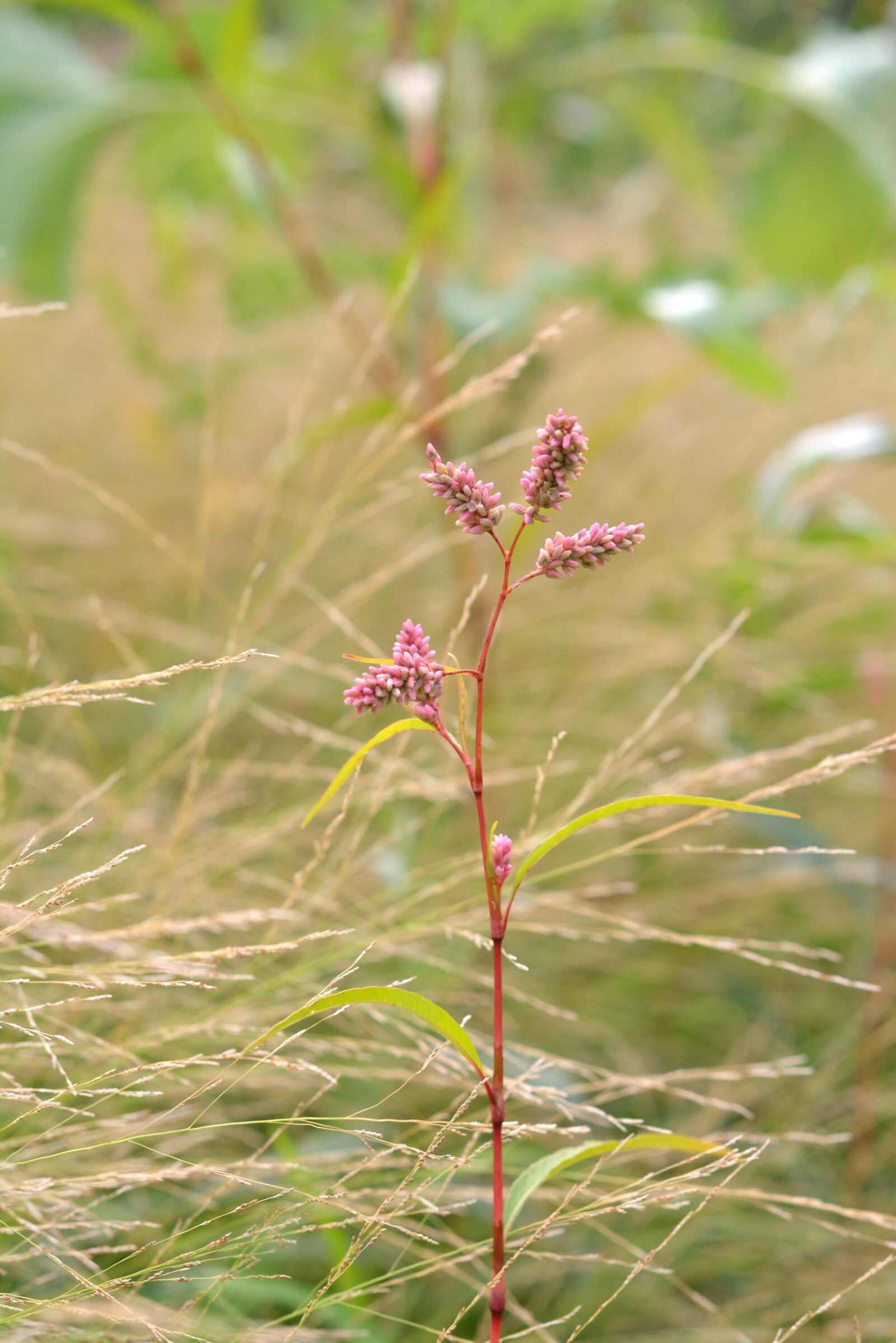 Nikon D5200 sample photo. Highlander, plant, pink photography