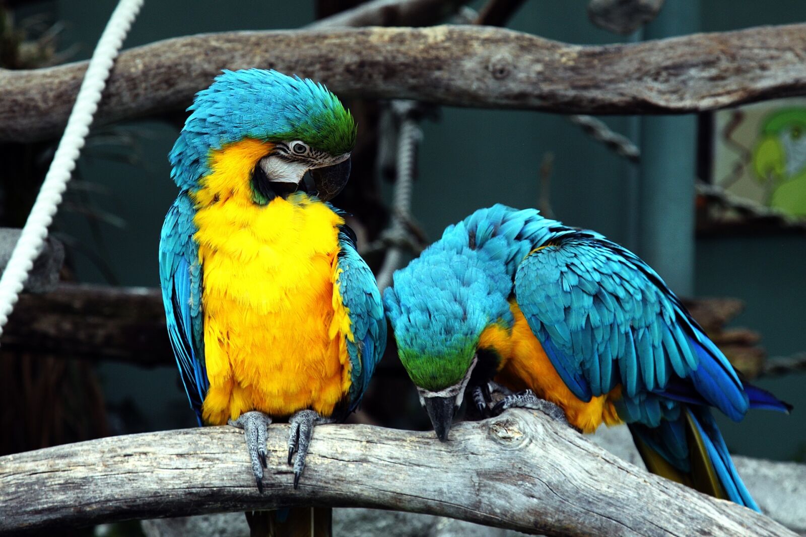 Canon EOS 50D sample photo. Blue-and-yellow macaws, parrots, birds photography