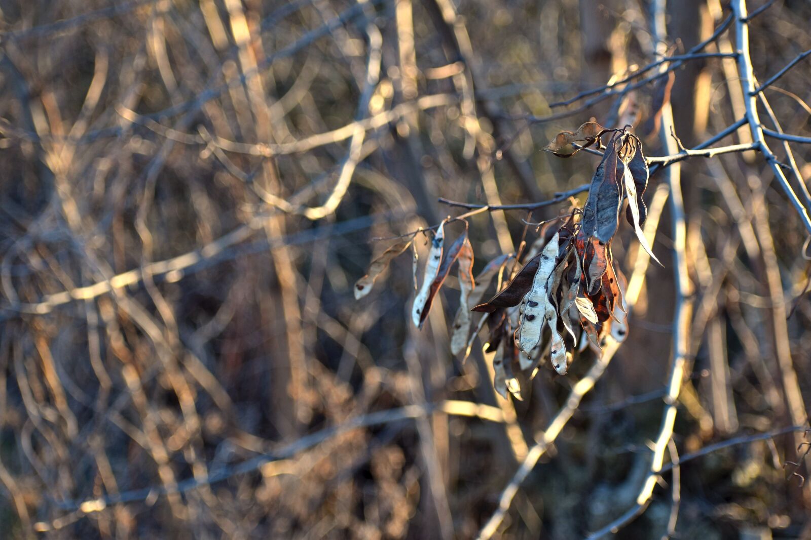 Nikon D5600 sample photo. Branches, fetus, fruits photography