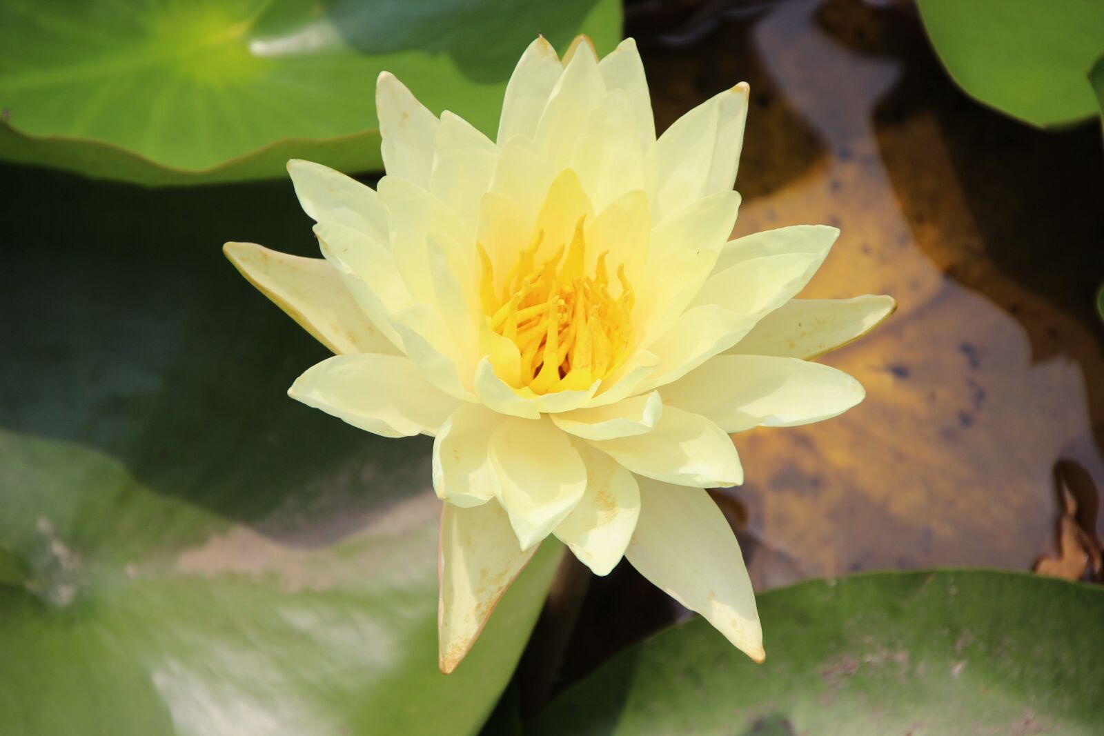 Canon EOS 600D (Rebel EOS T3i / EOS Kiss X5) sample photo. "Plant, lotus, yellow lotus" photography