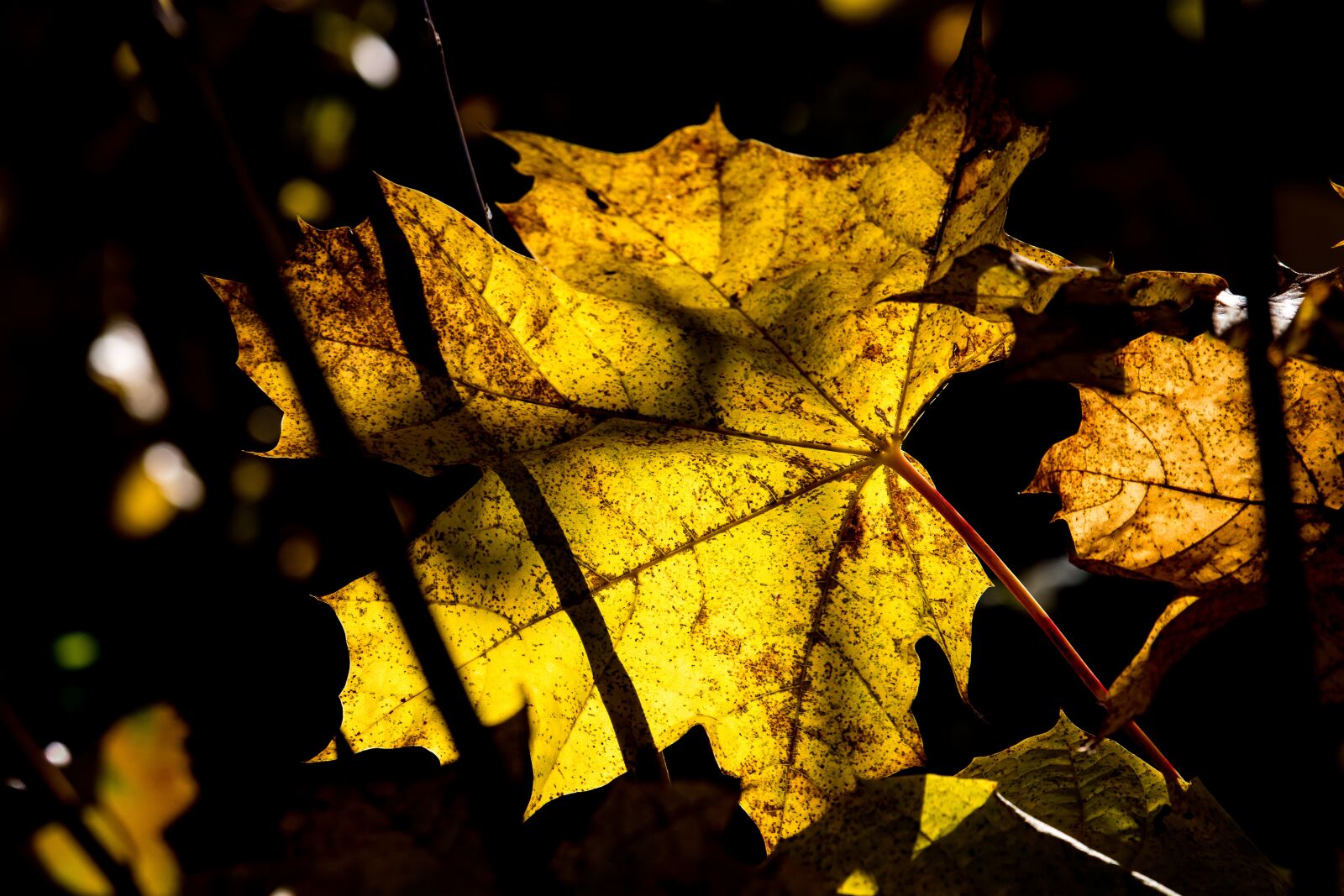 Canon EF-S 55-250mm F4-5.6 IS STM sample photo. Leaf, fall foliage, autumn photography