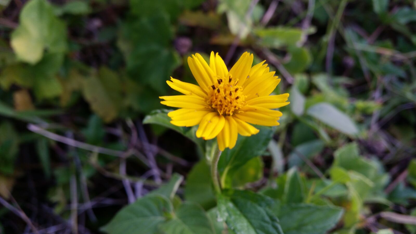 Samsung Galaxy S5 sample photo. Flower, flowers, flowers thailand photography