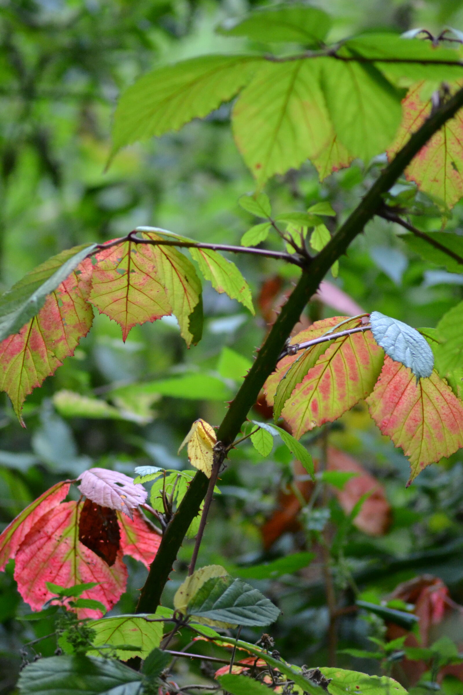 Nikon D3100 sample photo. Autumn, foliage, forest, leaves photography