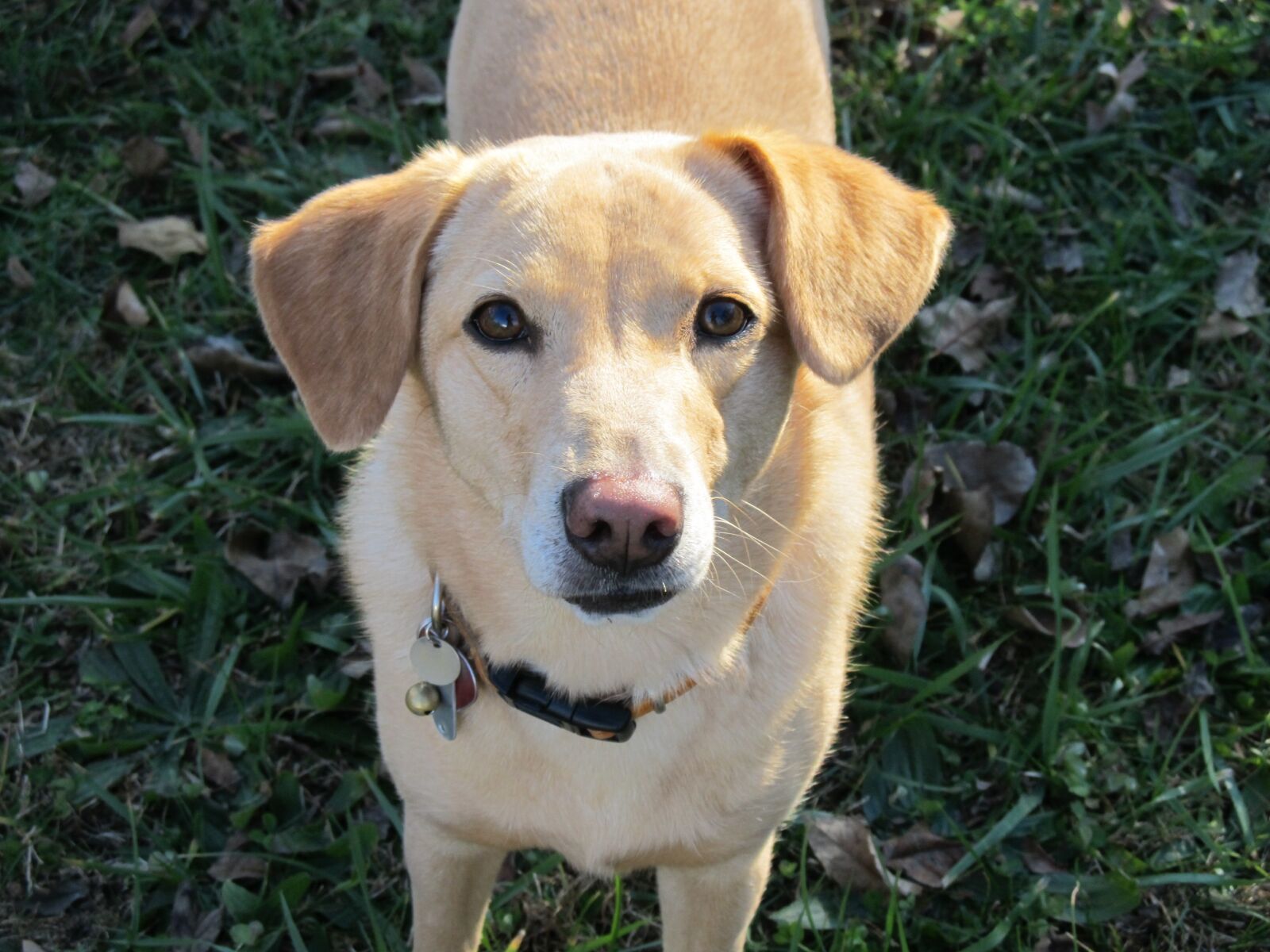 Canon PowerShot SX130 IS sample photo. Dog, eyes, animal photography