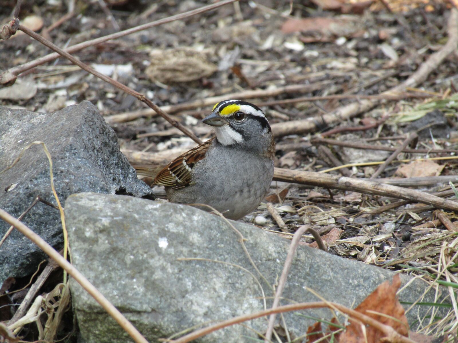 Canon PowerShot SX420 IS sample photo. Nature, wildlife, bird photography