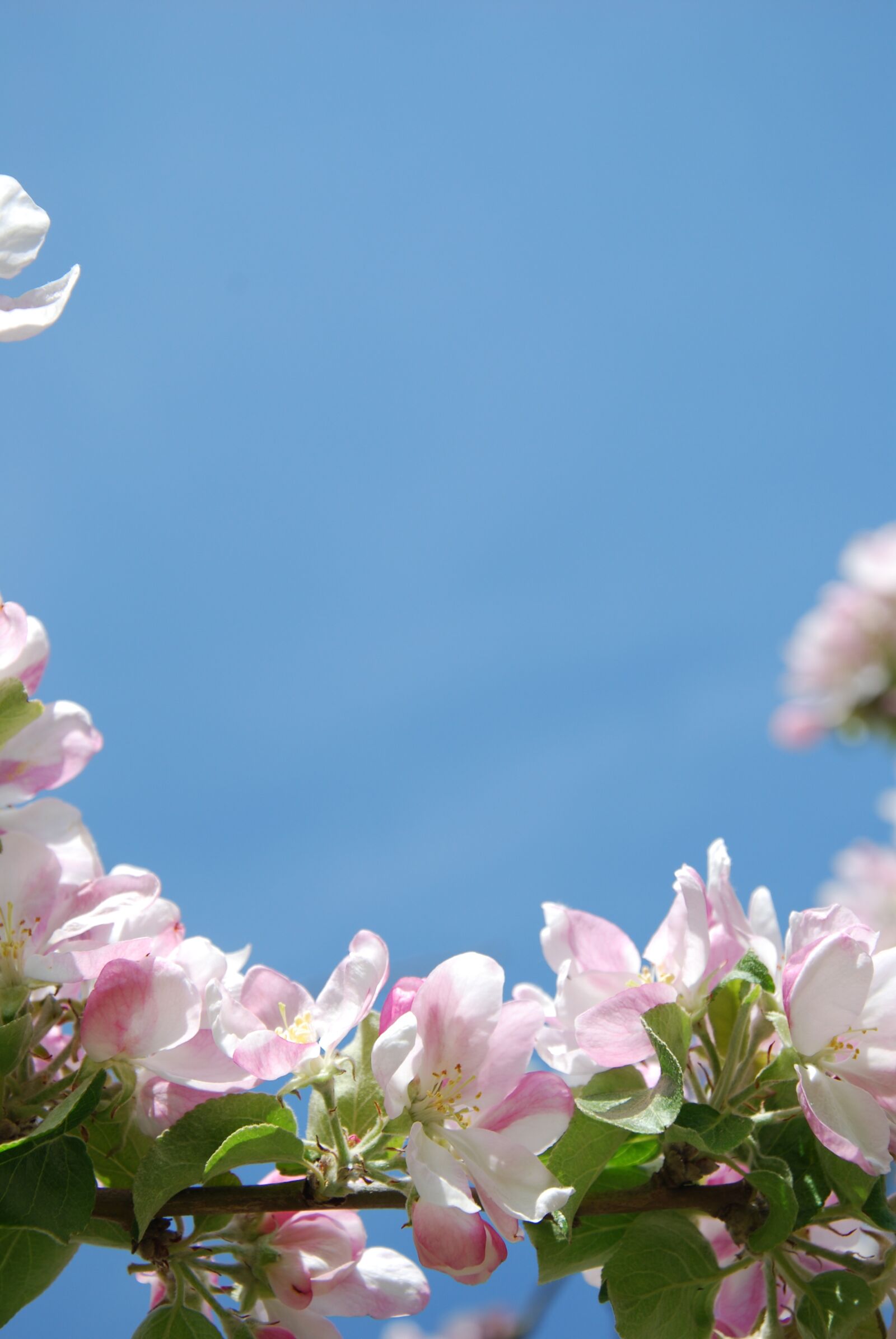 Nikon D60 sample photo. Flowers, apple blossom, pink photography