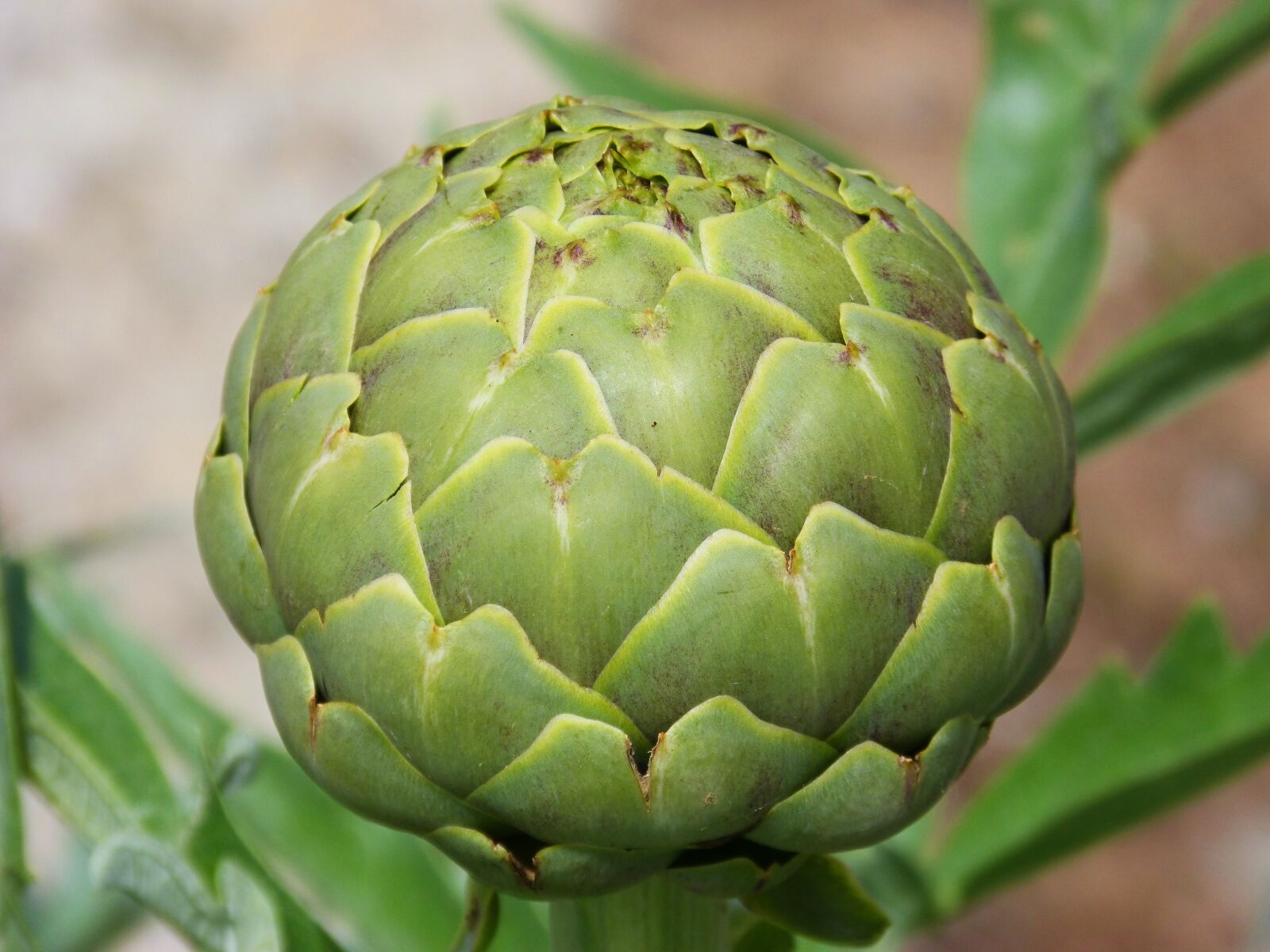 Panasonic DMC-FZ62 sample photo. Artichoke, vegetable, detail photography