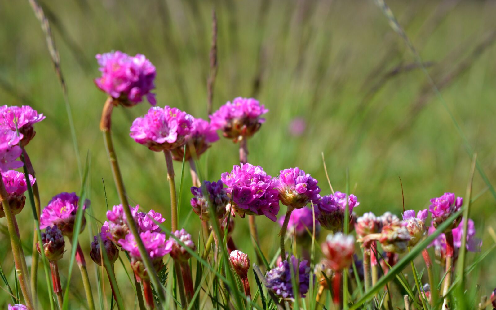 Nikon D3200 sample photo. Grass cloves, upholstery perennial photography