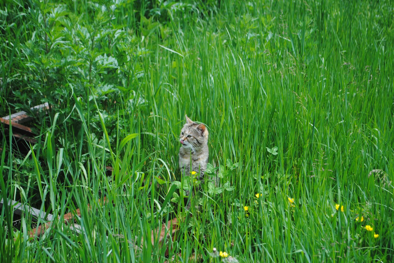 Nikon D3000 sample photo. Cat, nature, grass photography