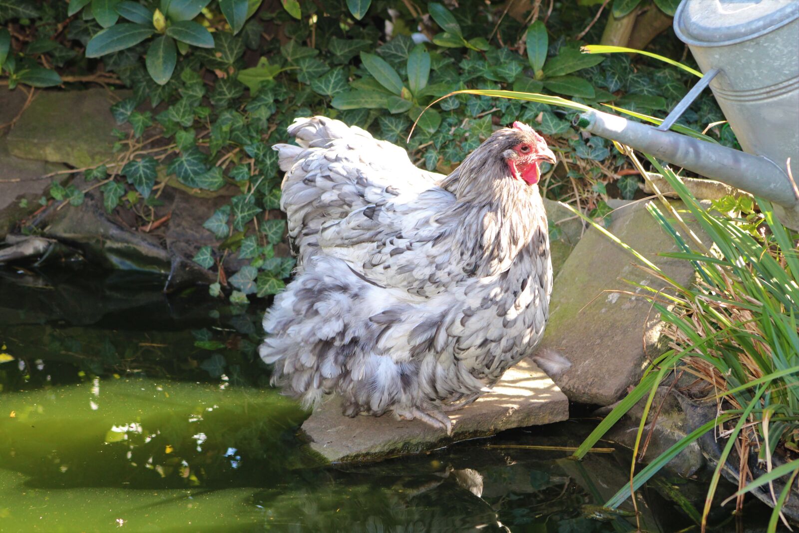 Canon EOS 2000D (EOS Rebel T7 / EOS Kiss X90 / EOS 1500D) sample photo. Chicken, hen, poultry photography