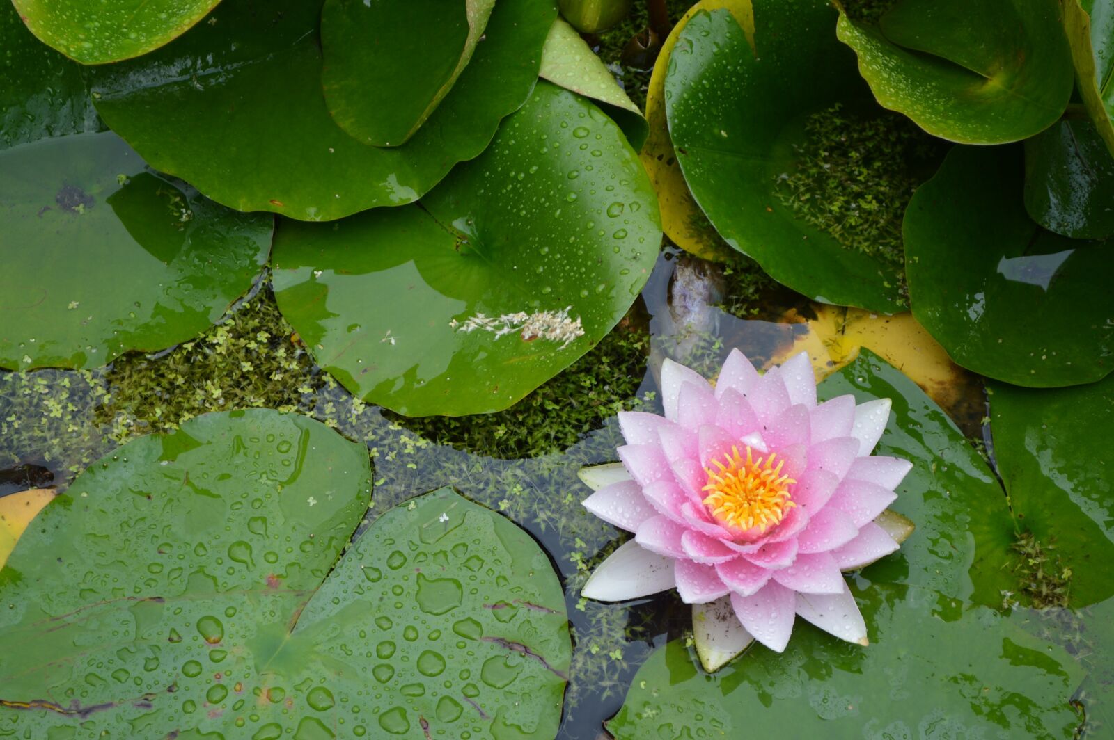 Nikon D3200 sample photo. Flower, n nuphare, water photography