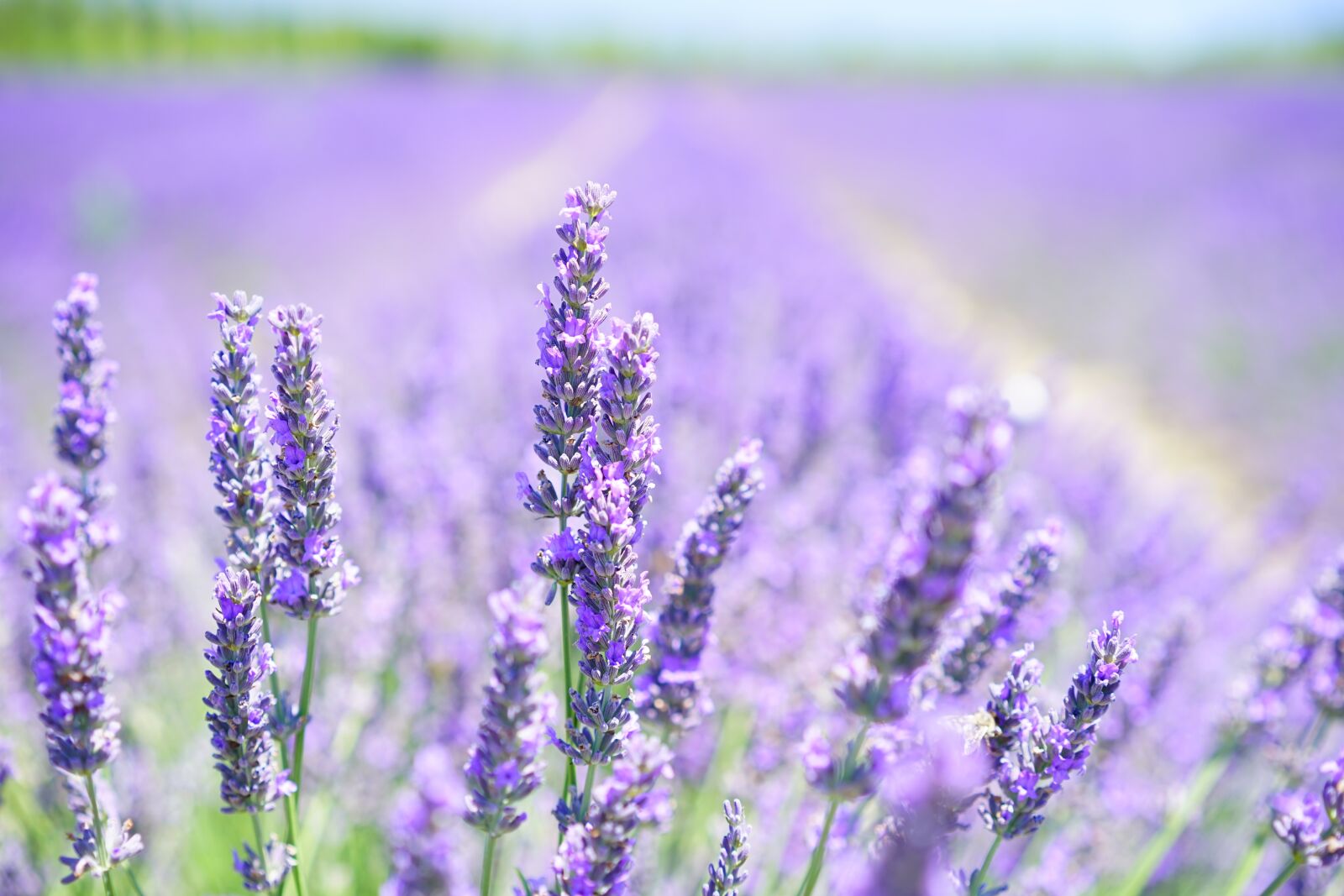 Sony a7 sample photo. Lavender blossom, lavender, purple photography