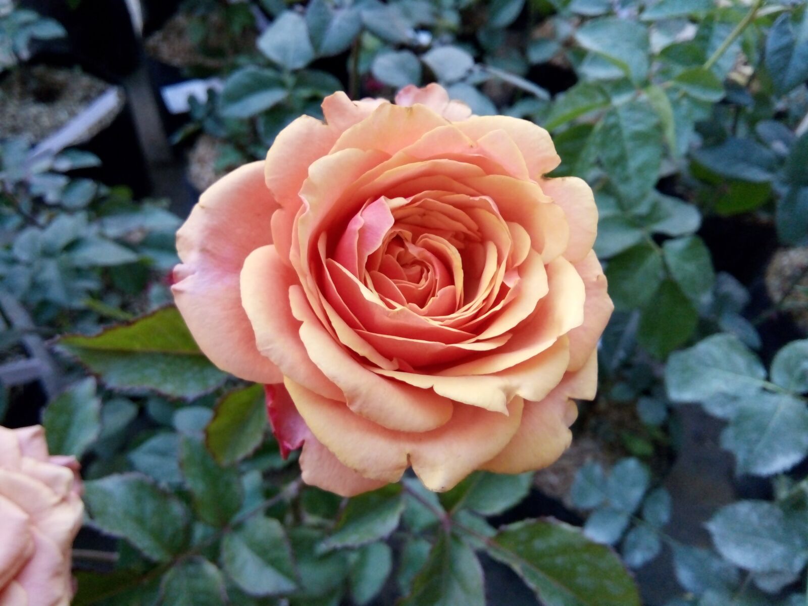 OPPO 1201 sample photo. Rose, blossom, fragrant photography