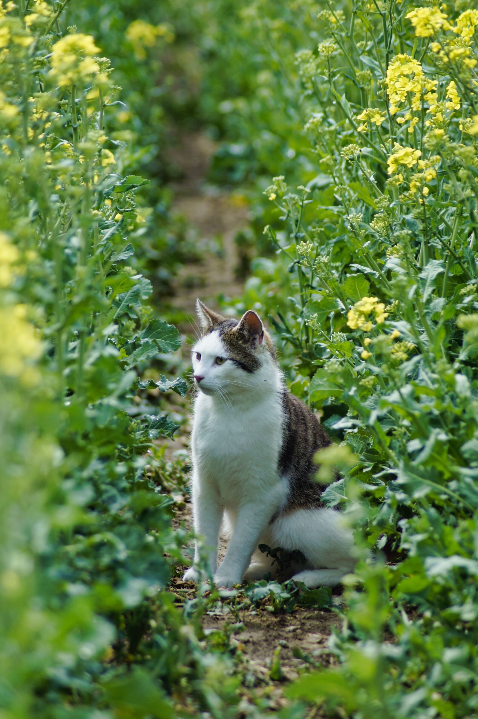 Sony SLT-A58 sample photo. Cat, kitten, mieze photography