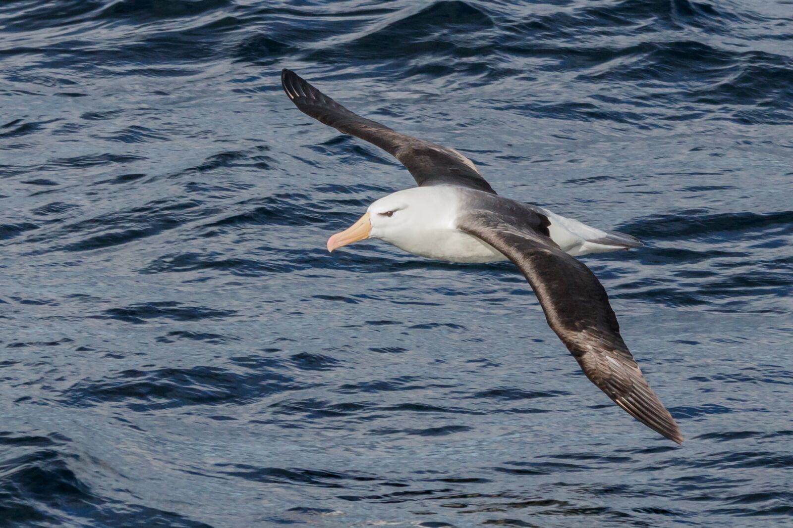 Canon EOS 80D sample photo. Black-browed albatros, seevogel, the photography