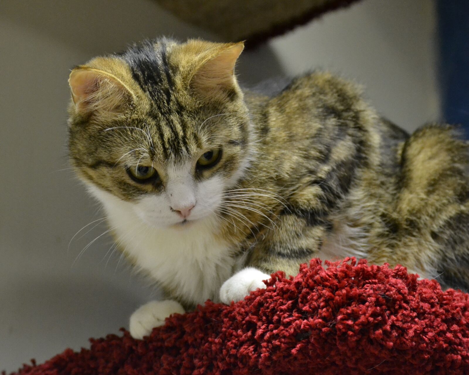 Nikon D3100 sample photo. Cat, furry, beautiful cat photography