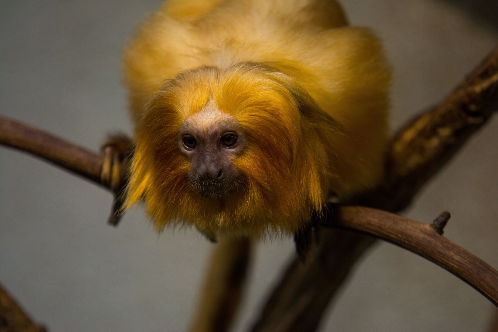 Nikon D7100 sample photo. Monkey, zoo, animal photography