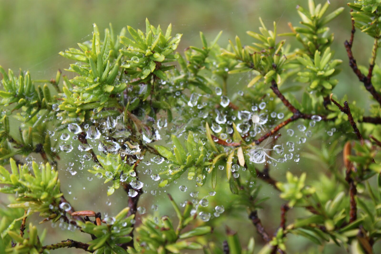Canon EOS 500D (EOS Rebel T1i / EOS Kiss X3) sample photo. Plant, rain, a spider's photography