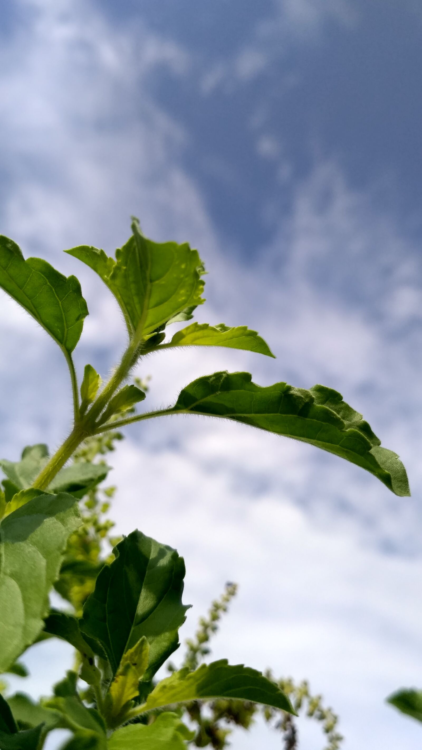 Xiaomi Redmi 3S sample photo. Nature, leaf, background photography