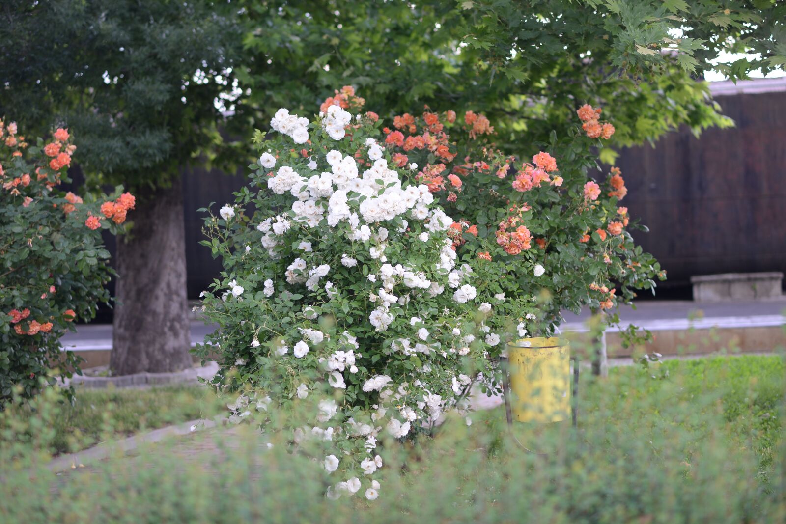 Nikon D610 sample photo. Lom, rus, rum photography