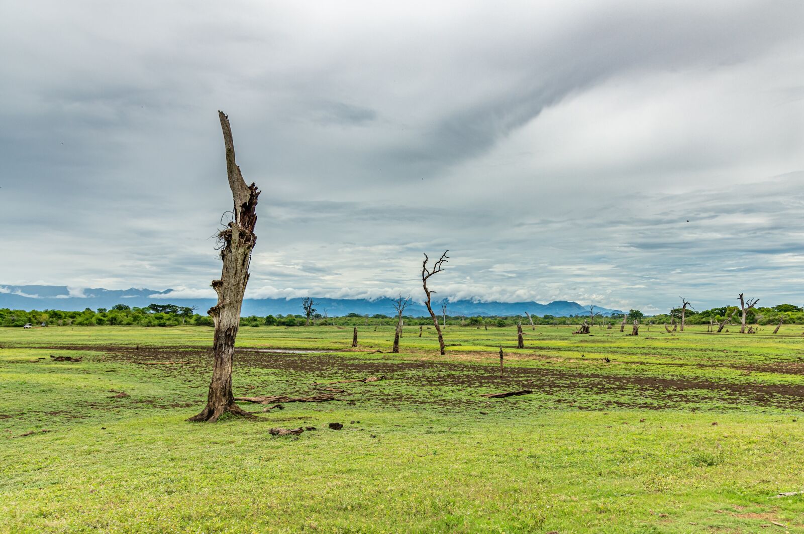 Nikon D850 sample photo. Nature, landscape, trees photography