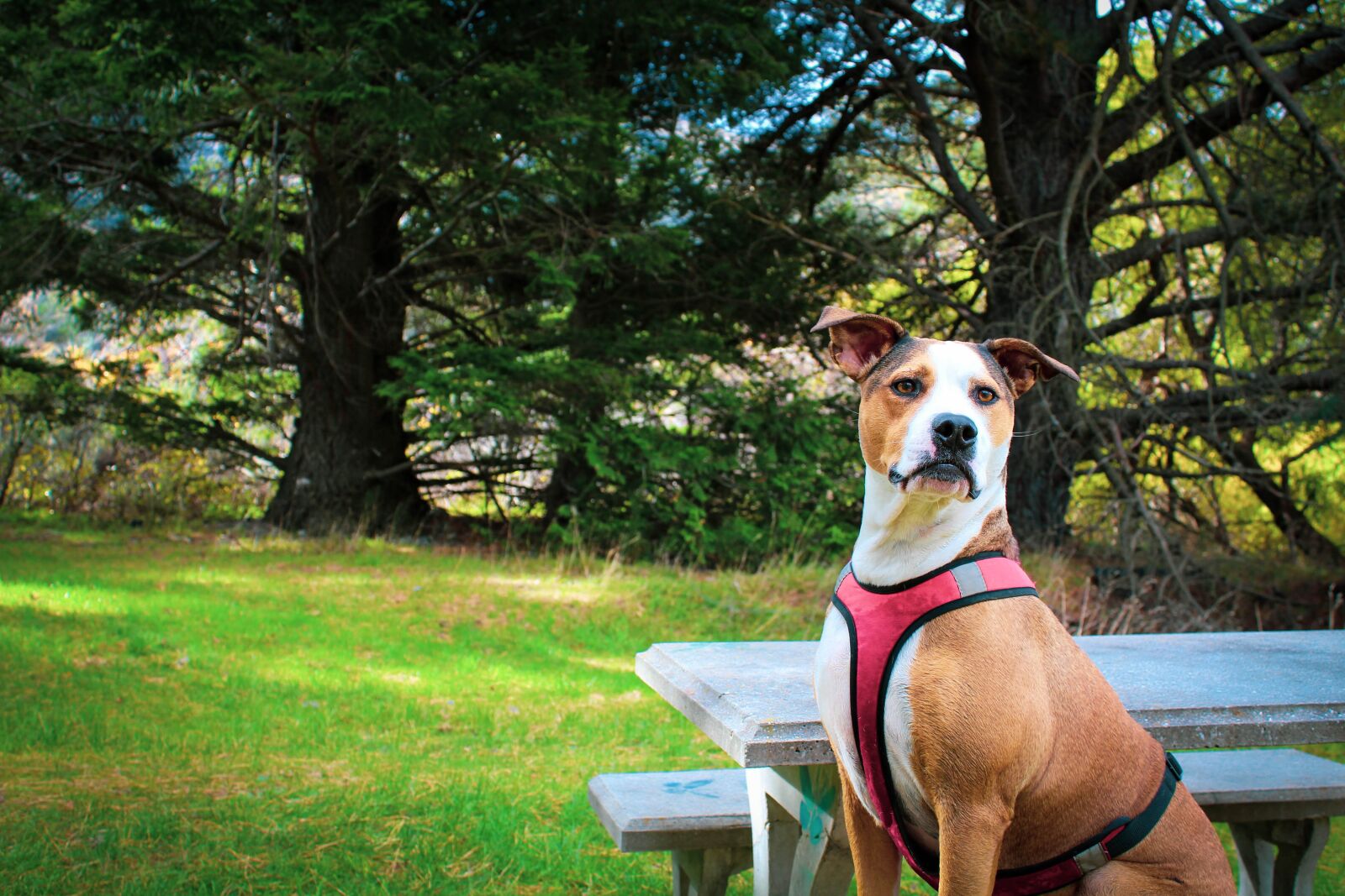 Canon EOS 1200D (EOS Rebel T5 / EOS Kiss X70 / EOS Hi) sample photo. Dog, attention, picnic table photography