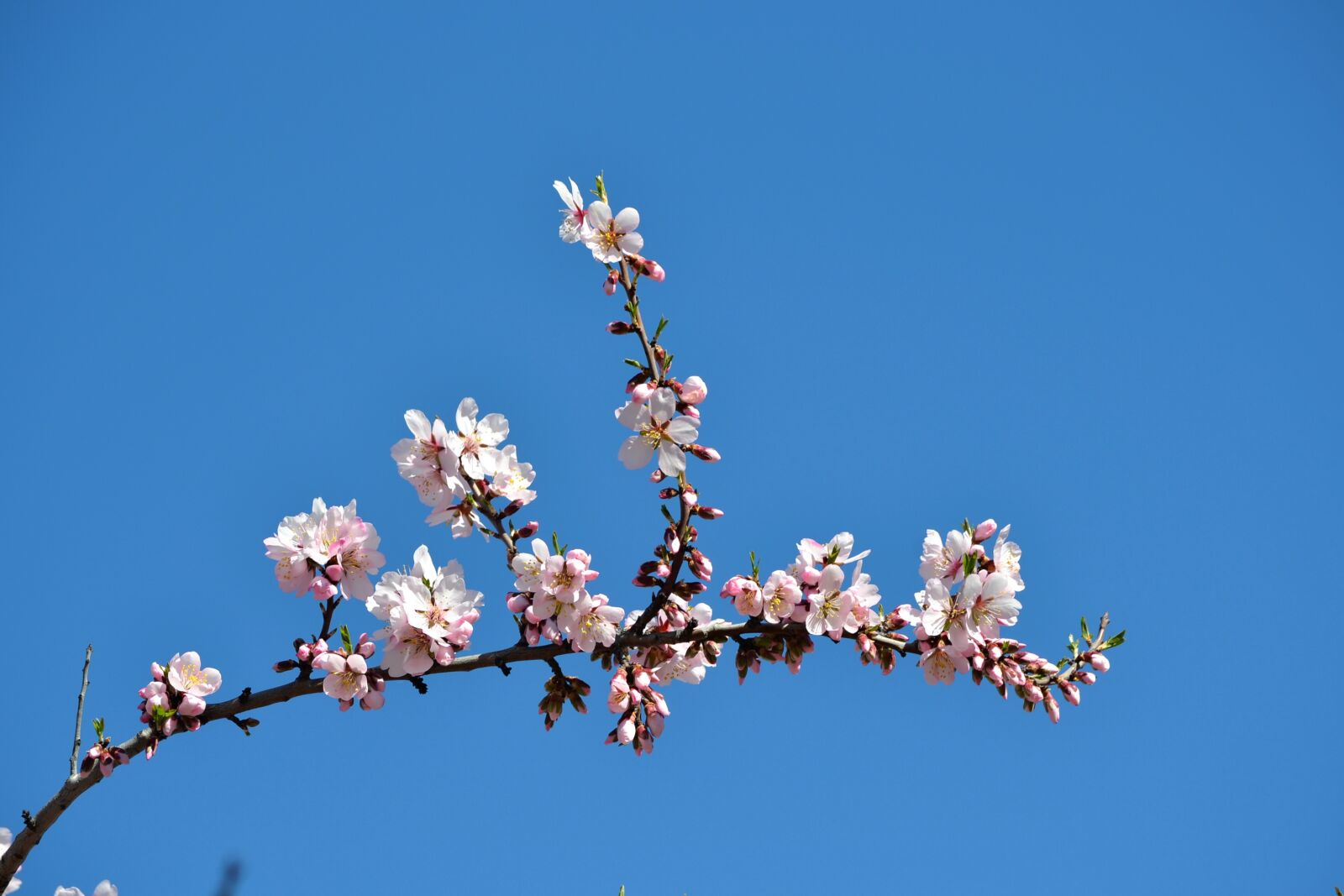 Nikon D3100 sample photo. Madrid, spring, fifth mills photography