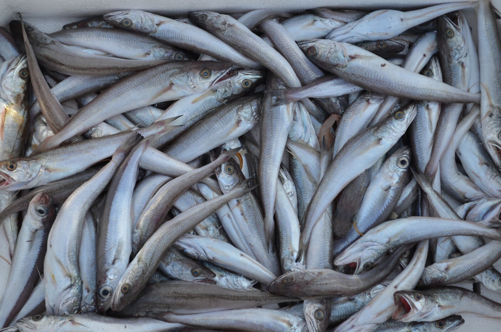Nikon D5100 sample photo. Minnows, fresh fish, gallipoli photography