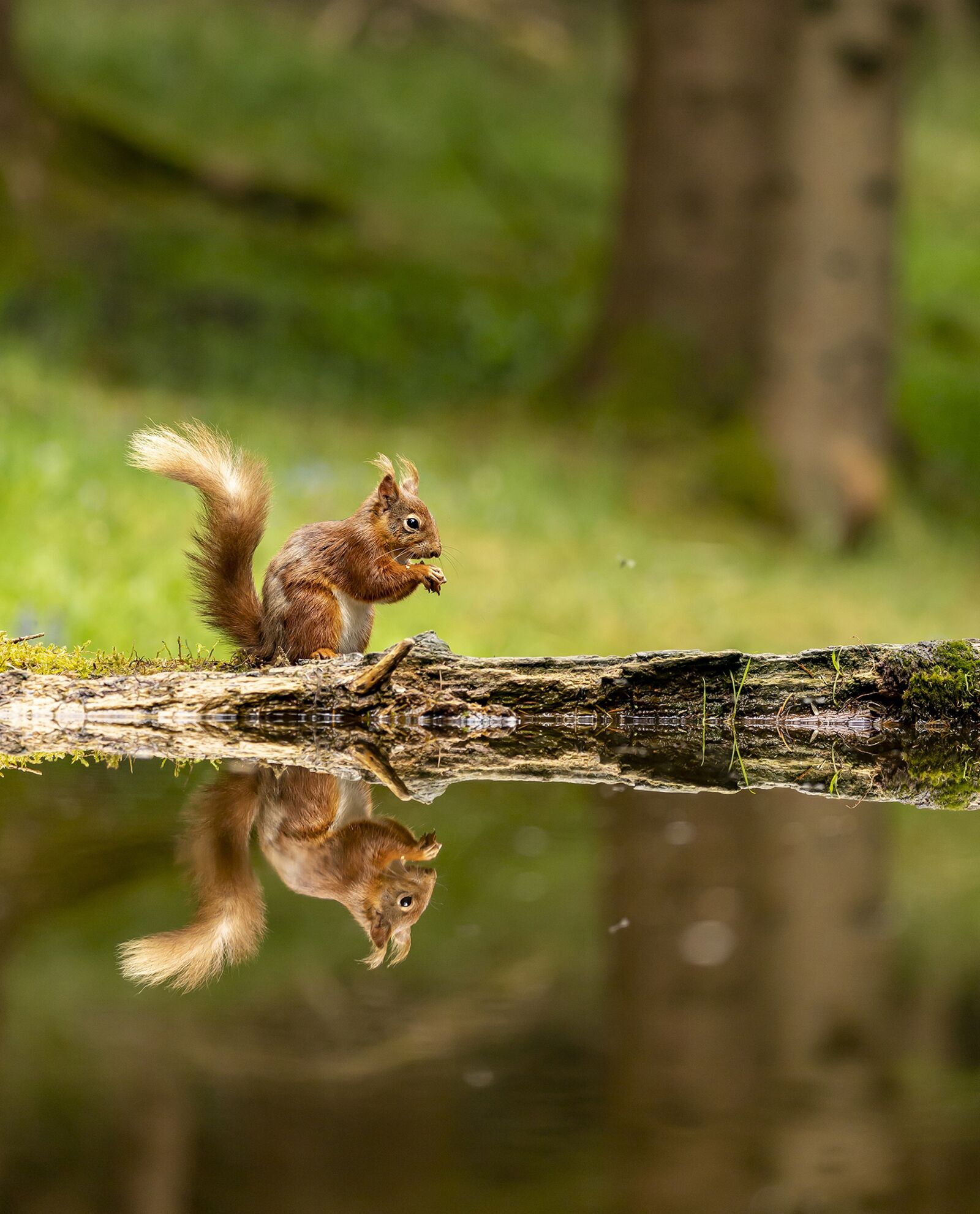 Canon EOS RP sample photo. Red squirrel, animals, wildlife photography