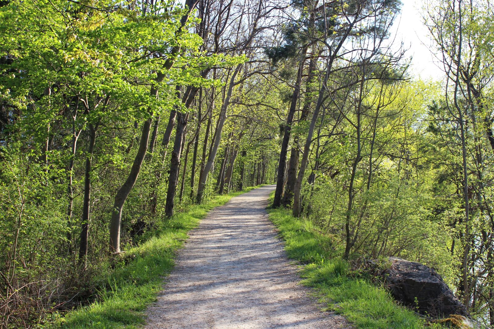 Canon EOS 600D (Rebel EOS T3i / EOS Kiss X5) sample photo. Forest path, wood, nature photography