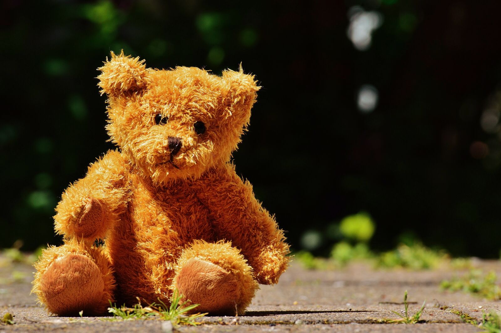 Nikon D3200 sample photo. Bear, teddy, soft toy photography