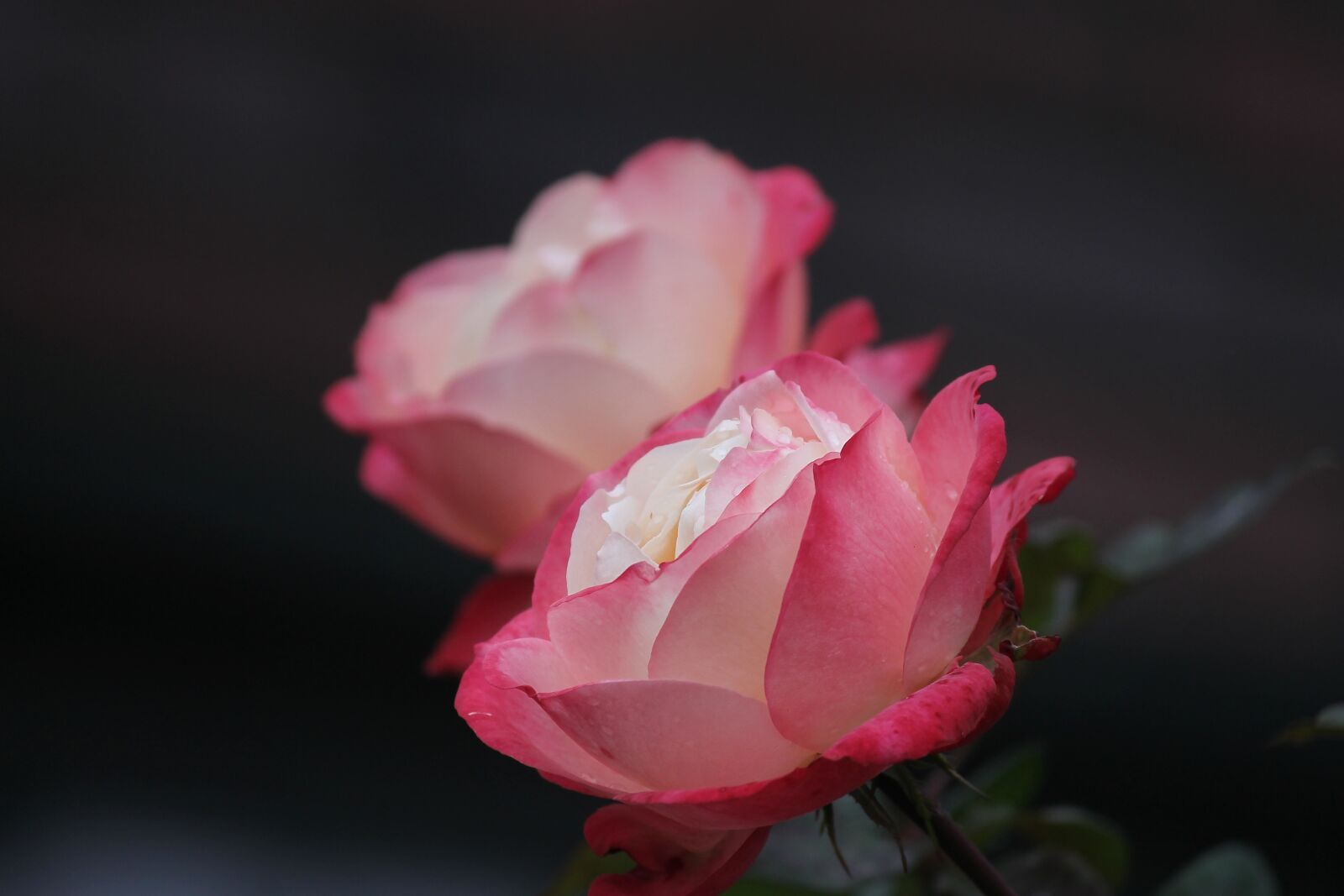 Canon EOS 1100D (EOS Rebel T3 / EOS Kiss X50) sample photo. Rose, rose petals, petals photography